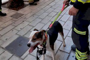 Rescaten a Alacant un gos que portava abandonat i tancat una setmana en un pati