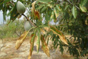 El Consell colabora con la Universidad de Alicante en materia de investigación sobre la lucha contra la Xylella fastidiosa