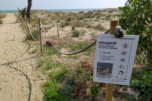 Castelló recupera el voluntariat ambiental amb una doble jornada per millorar l'hàbitat del corriol camanegre