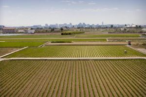 L'Horta de València juga un paper "fonamental" en la transformació del sistema agroalimentari de la ciutat