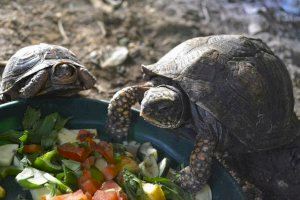 Nueva vida en Benidorm para las 21 tortugas incautadas en un criadero ilegal de Mallorca