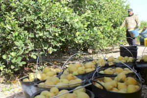 Los agricultores valencianos alertan que el futuro del seguro de cítricos en la Comunitat Valenciana se encuentra en peligro