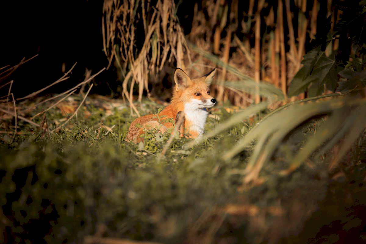 Avistado un zorro en la desembocadura del Millars en Burriana