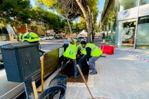 València adapta les voreres per salvar exemplars de pi de més de 40 anys en una nova campanya de plantació