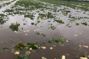 ASAJA Alicante alerta de la importancia de dragar y mantener en condiciones óptimas los ríos para evitar desastres como el del Ebro