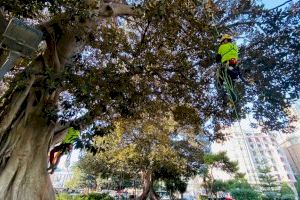 València empra una tècnica pionera per protegir els ficus monumentals