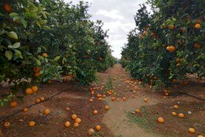 LA UNIÓ de Llauradors denuncia la inacció d'administracions i Intercitrus davant la greu crisi de preus de l'actual campanya citrícola