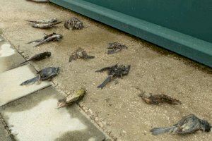 Unas 75.000 aves mueren cada año en las aproximadamente 600 pistas de pádel municipales existentes en la C.Valenciana