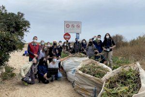 Vegetació autòctona substitueix ja prop de 4 tones de flora invasora a la platja de Peixets d'Alboraia