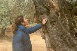 El Ayuntamiento de Canet lo Roig reivindica sus olivos milenarios con un ciclo de rutas guiadas y gratuitas