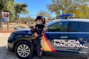 Arrestado en Alicante por patear a un gato que se había metido debajo de su coche