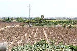 La Comunitat Valenciana lidera el abandono de campos de cultivo