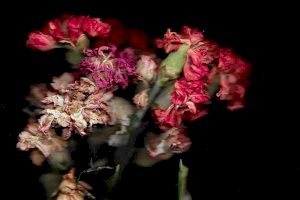 El Jardí Botànic acoge una muestra fotográfica donde los desechos toman el protagonismo