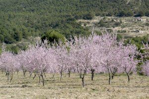 Primavera adelantada en la Comunitat Valenciana: La alergia ya está aquí