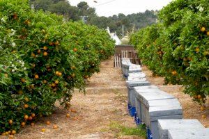 Acord entre agricultors i apicultors per a evitar la 'pinyolà'