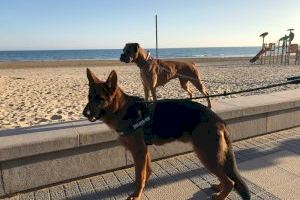 Benicàssim concluye la temporada de acceso de perros a las playas