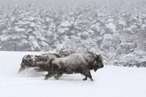 Cultura de la Generalitat presenta en la Filmoteca de València el documental ecologista sobre fauna salvatge ‘Las estaciones’