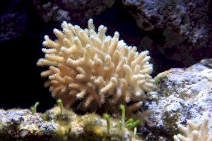 Un equip de l’IFIC i de l’Oceanogràfic analitzarà els efectes del canvi climàtic en corals i mol·luscos amb una tècnica pionera a Espanya