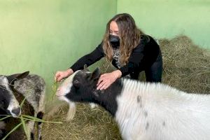 El centro de Avifauna rescata tres cabras abandonadas en el término municipal de València