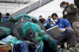 La tortuga de 230 kilos que se quedó enmallada en un cabo de pesca en Murcia vuelve al mar