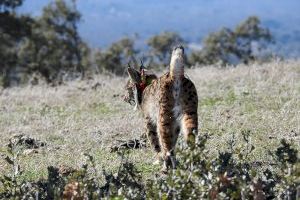 Reintroduir grans depredadors com el linx ibèric limita la dispersió de llavors per part d’altres carnívors