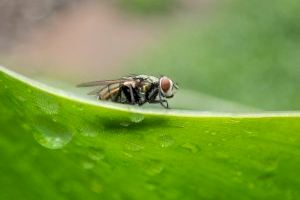 El sistema immune en el seu conjunt restringeix l'evolució dels virus