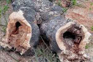 Benetússer inicia los trabajos de replantación en la avenida Alfafar y calle Dr. Vicente Navarro Soler