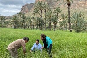 Medio Ambiente continúa con la plantación de nuevos ejemplares en el Palmeral de Orihuela