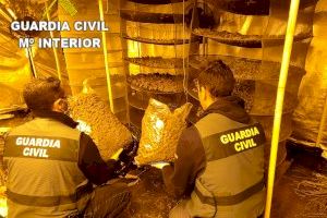 Camuflaban el olor a marihuana de una plantación de Canals con ambientador de uso textil