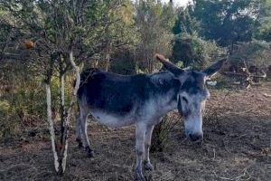 Investigan al director del Parque Natural del Desert de les Palmes por la muerte de 10 asnos