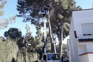 L'Ajuntament de València retira 117 tones de restes vegetals a la Devesa del Saler en el primer trimestre