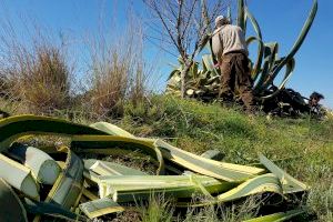 El Consorci gestor del Paisatge Protegit de la Desembocadura del riu Millars retira flora exòtica del tram baix del paratge fluvial