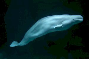 Muere Kairo, el macho de beluga del Oceanogràfic Valencia de más de 60 años