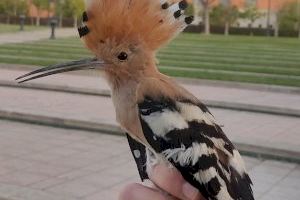 La estación de anillamiento del parque El Canyar de les Portelles ya ha logrado estudiar a más de 50 aves de 13 especies que viven en Mutxamel