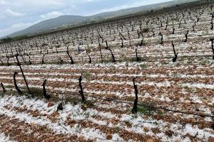 El pedrisco se suma a las lluvias y el frío en el campo valenciano y golpea 3.000 hectáreas de viñas