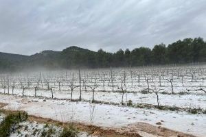 El pedrisco daña más de 6.500 hectáreas en el campo de Valencia y Alicante