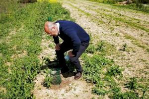 Benejúzar finaliza la recuperación del antiguo vertedero de escombros con la plantación de árboles y bosque bajo