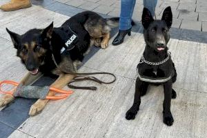 Los nuevos agentes caninos de la Policía Local de Torrent participan en una veintena de casos