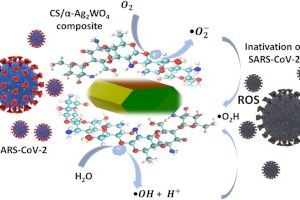 Un equip internacional prova les propietats bactericides, fungicides i antivirals del quitosà/α-Ag2WO4