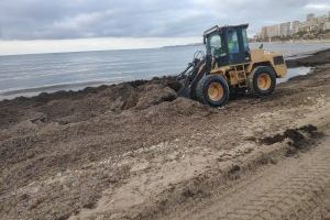 Las playas de la Zofra y L’Almadrava concentran esta semana las labores de limpieza y retirada de algas