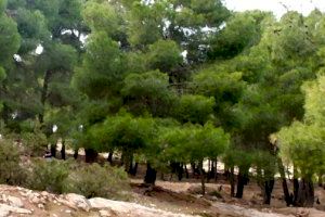 Compromís Torrent demana blindar la protecció ambiental del Vedat