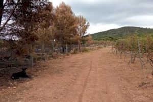 LA UNIÓ pide que se depuren responsabilidades por el incendio de Caudiel y que se den indemnizaciones a los agricultores afectados