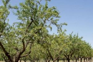 Los agricultores valencianos temen que la avispilla del almendro se expanda por los cultivos de la Comunitat Valenciana