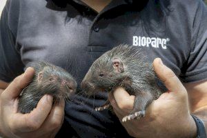 Nacen en BIOPARC Valencia dos puercoespines de la especie más grande del mundo