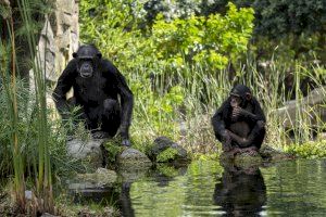 BIOPARC Valencia conmemora el Día del Chimpancé