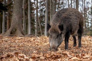 Transición Ecológica reforzará el control de los jabalís y arruís en parques naturales para mejorar la conservación de especies amenazadas