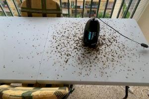 Plaga de insectos voladores en una zona de Morro de Gos en Oropesa