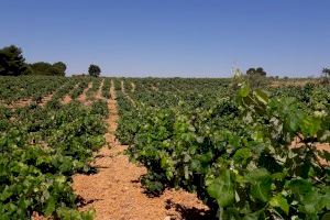 La sequera està augmentant el preu dels vins d'Utiel-Requena