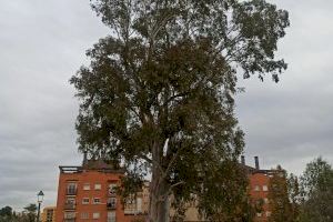 València tiene el árbol más alto de toda la provincia