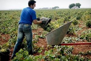 Unión de Uniones destaca que en 4 años se han incorporado al campo 15.000 jóvenes menos, dificultando el relevo en el sector